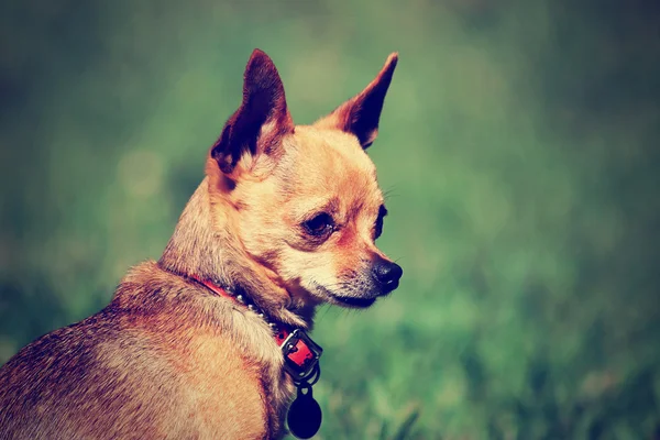 Chihuahua che guarda fuori — Foto Stock