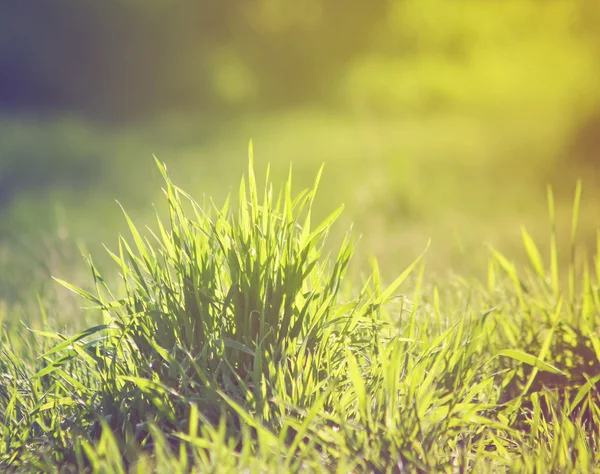 Floraison de l'herbe au printemps — Photo