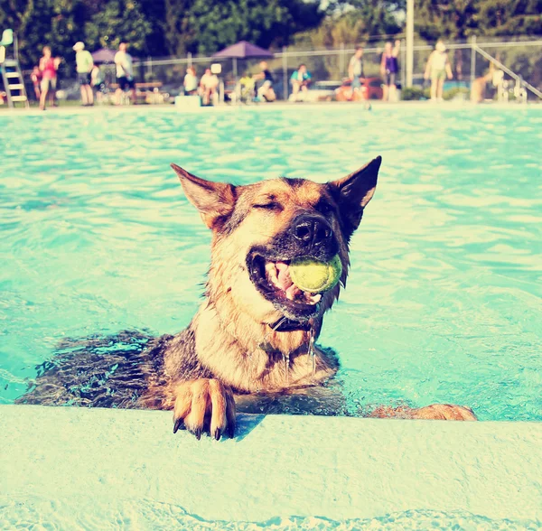 Söt hund på allmän pool — Stockfoto