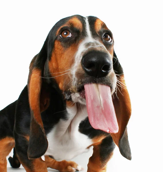 Cachorro basset hound — Fotografia de Stock
