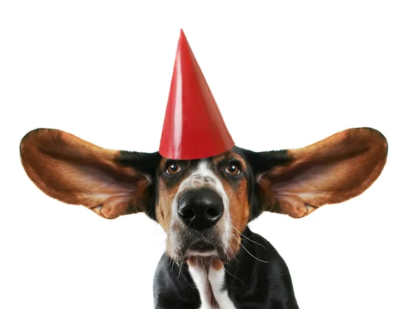 Basset hound with ears — Stock Photo, Image