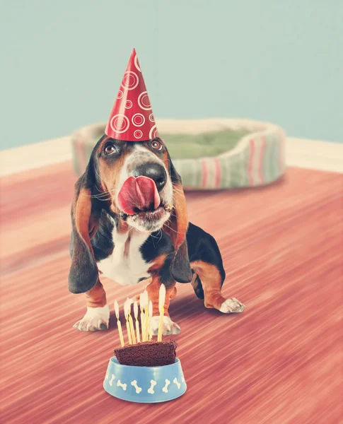 Basset hound lamiendo pastel de cumpleaños — Foto de Stock