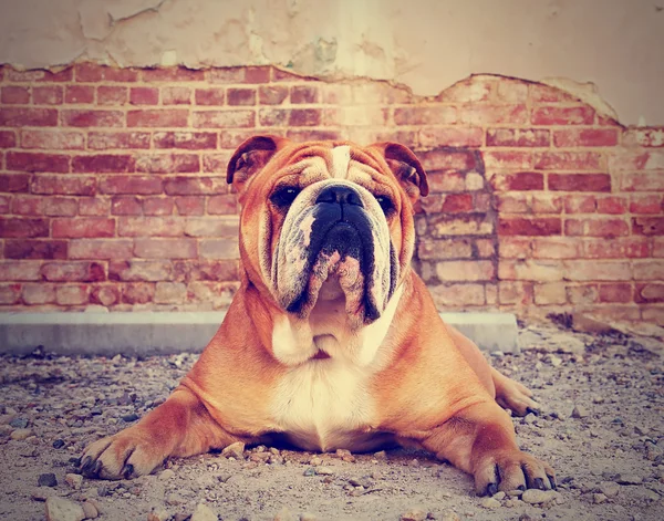 Bulldogge in einer Gasse mit Ziegelmauern — Stockfoto