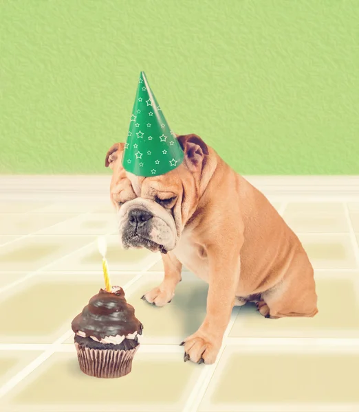 Bulldog tittar på födelsedagstårta — Stockfoto