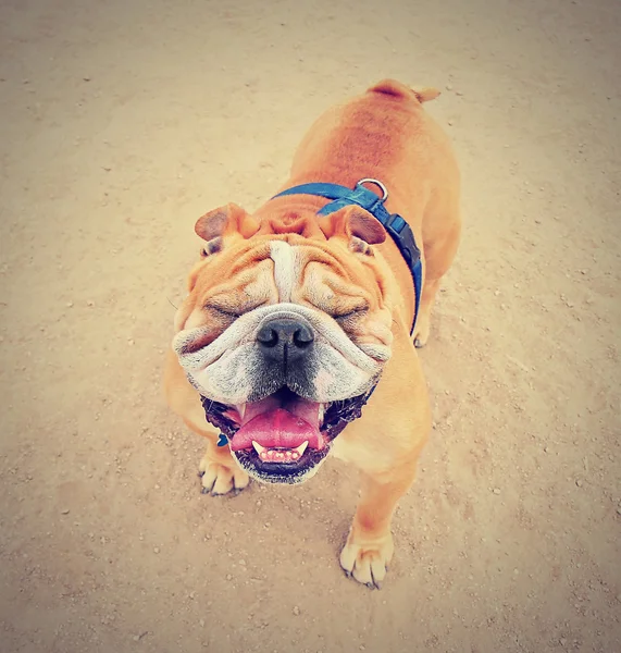 Buldog met spleetoogjes ogen buiten — Stockfoto