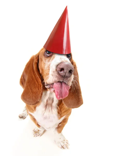Funny basset hound — Stock Photo, Image