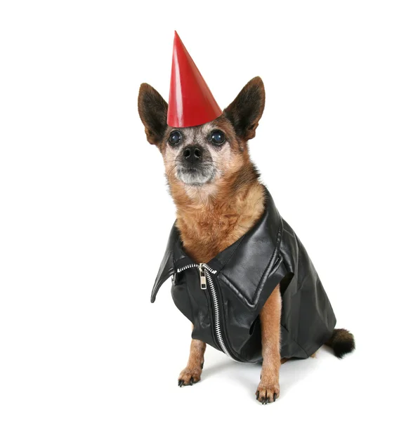 Chihuahua verkleed als biker — Stockfoto