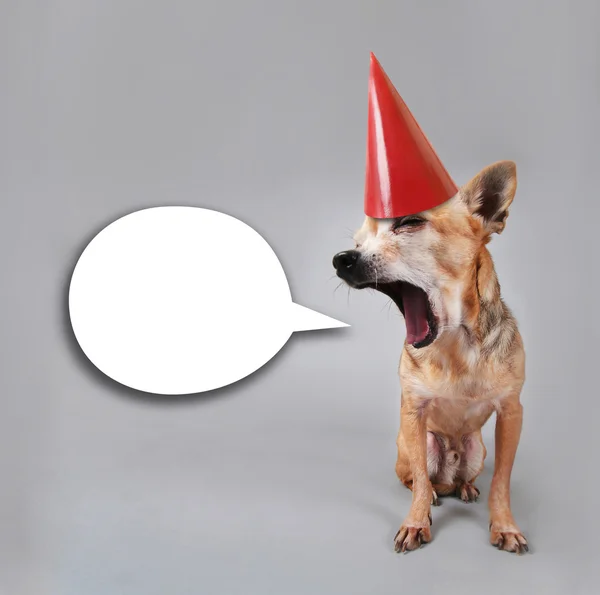 Chihuahua com bolha de fala — Fotografia de Stock