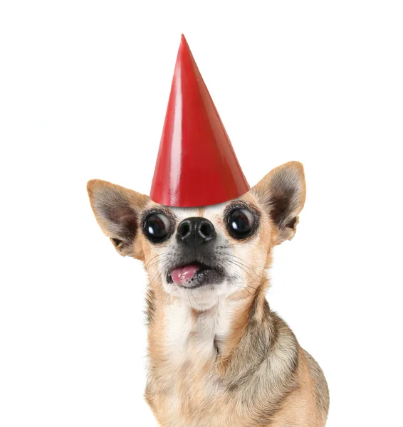 Chihuahua with red birthday hat — Stock Photo, Image