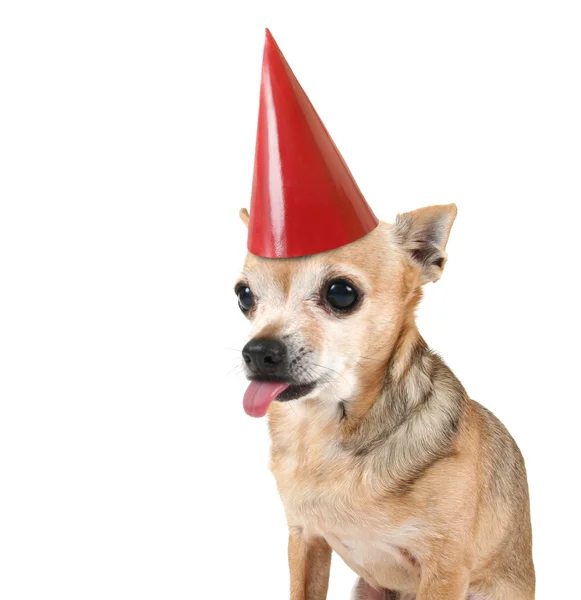 Chihuahua con sombrero de cumpleaños rojo — Foto de Stock