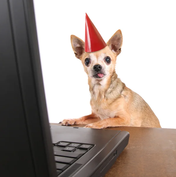 Chihuahua surfa internet på en bärbar dator — Stockfoto