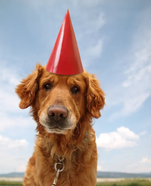 Labrador retriever con cappello da festa — Foto Stock