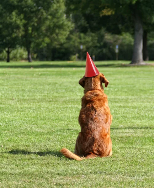 Cão bonito em chapéu de festa — Fotografia de Stock