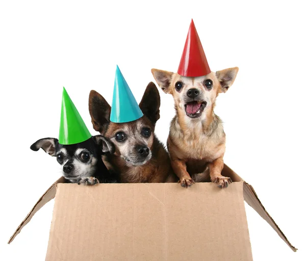 Three chihuahuas in cardboard box — Stock Photo, Image