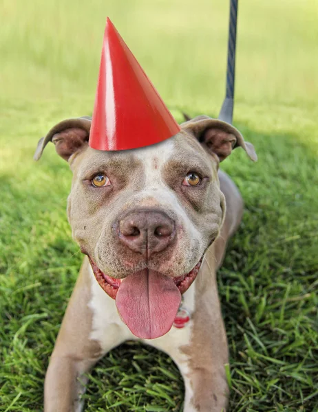 Pit bull terrier with party hat on