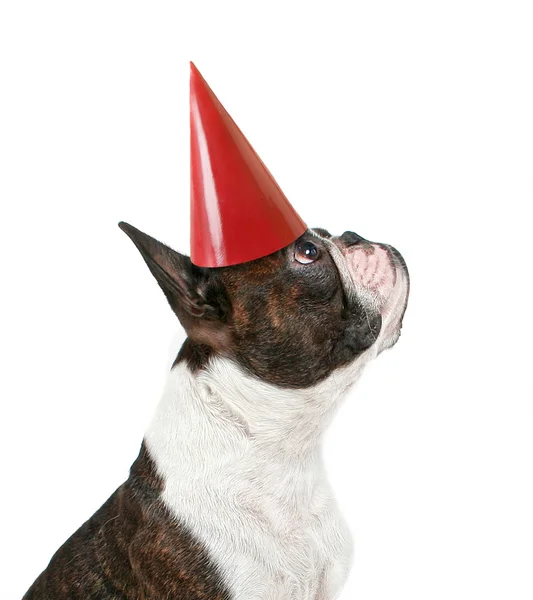 Boston terrier com chapéu de aniversário — Fotografia de Stock