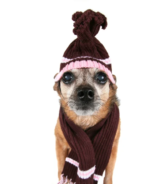 Chihuahua Ubrany kapelusz i szalik — Zdjęcie stockowe