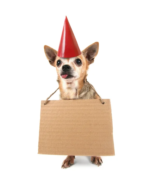 Chihuahua mit Schild — Stockfoto