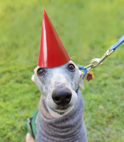 Dog with birthday hat — Stock Photo, Image