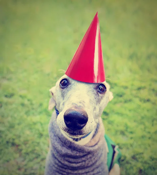 Dog with birthday hat — Stock Photo, Image