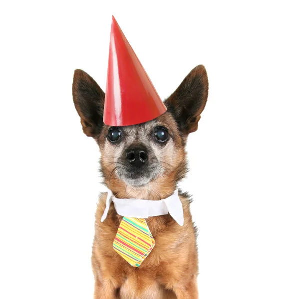 Chihuahua wearing tie — Stock Photo, Image