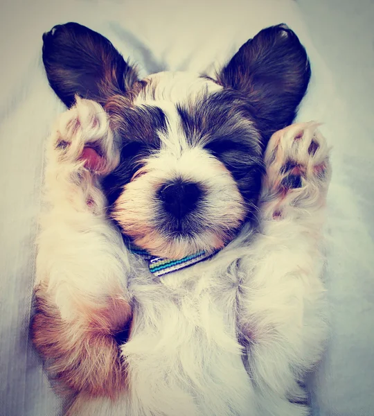 kucağında uyuyan bir köpek yavrusu