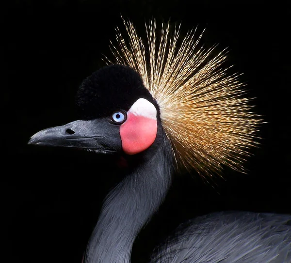 Krönt crane — Stockfoto