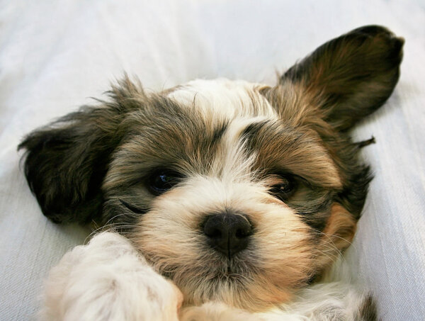 Cute little mixed breed puppy