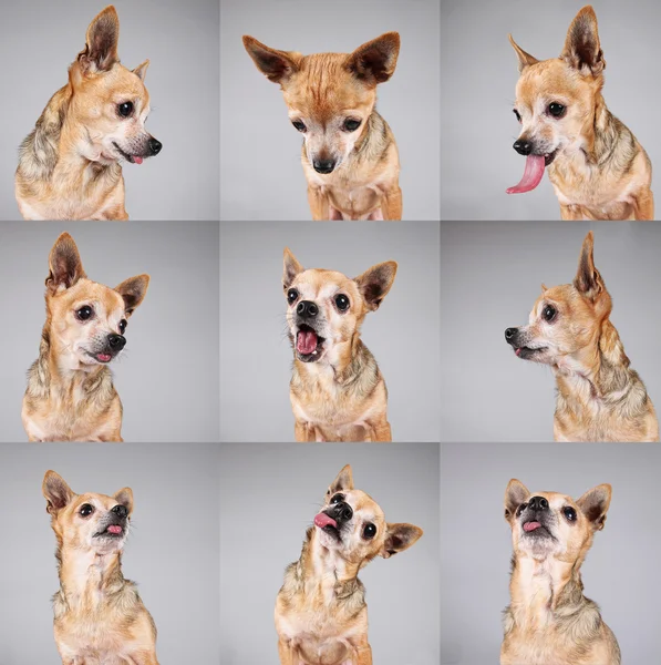 Chihuahua haciendo cara graciosa —  Fotos de Stock