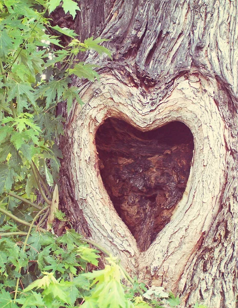 Kalp şeklinde budak deliği olan ağaç — Stok fotoğraf