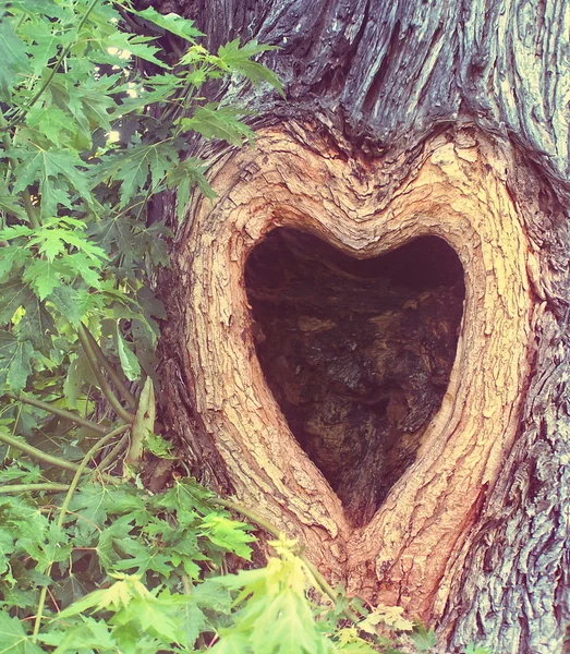 Foro cavo a forma di cuore nel tronco d'albero — Foto Stock