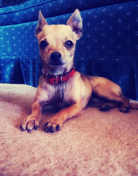 Niedlicher Chihuahua liegt auf dem Boden — Stockfoto