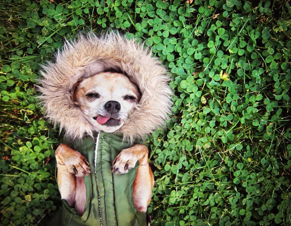 Cute dog on grass — Stock Photo, Image
