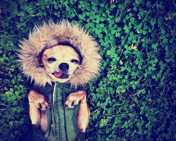 Милая собака на траве — стоковое фото