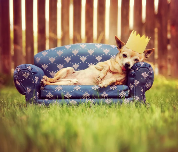 Lindo chihuahua con corona en sofá — Foto de Stock