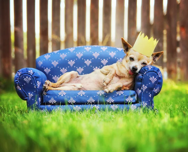 Chihuahua with crown napping on couch