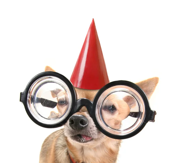 Chihuahua con occhiali e cappello di compleanno — Foto Stock