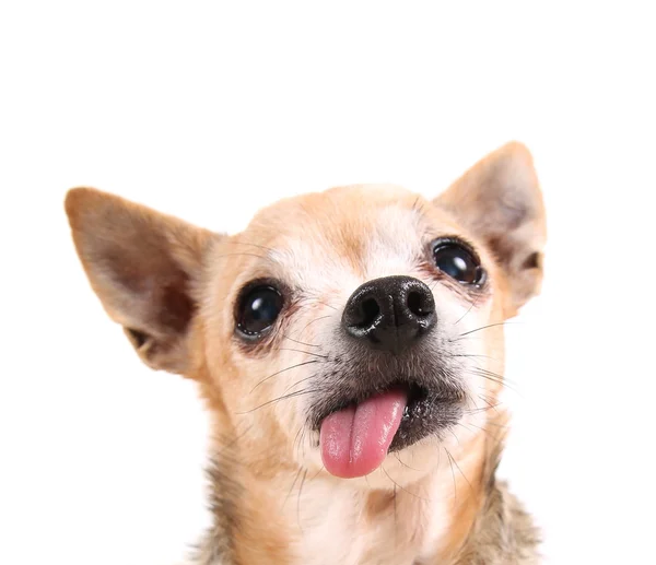 Faccia divertente chihuahua — Foto Stock