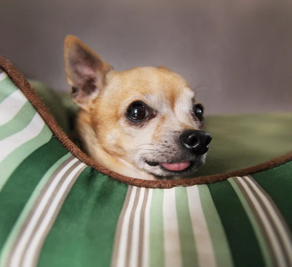Χαριτωμένο chihuahua στο κατοικίδιο ζώο κρεβάτι — Φωτογραφία Αρχείου