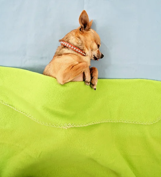 Niedlicher Chihuahua auf dem Bett — Stockfoto