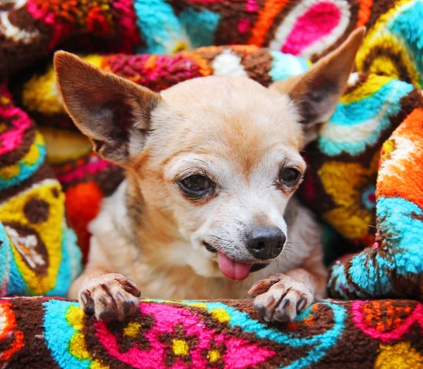 Söt chihuahua — Stockfoto