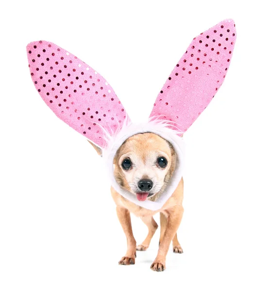 Chihuahua portant des oreilles de lapin — Photo