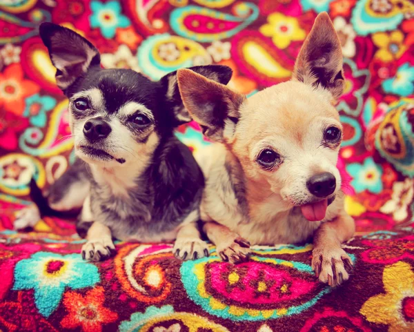 Niedliche Chihuahuas — Stockfoto