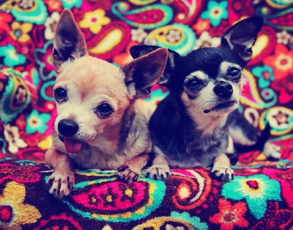 Şirin chihuahuas — Stok fotoğraf