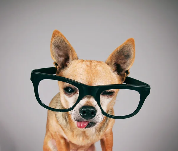 Chihuahua-Mischling trägt Brille — Stockfoto