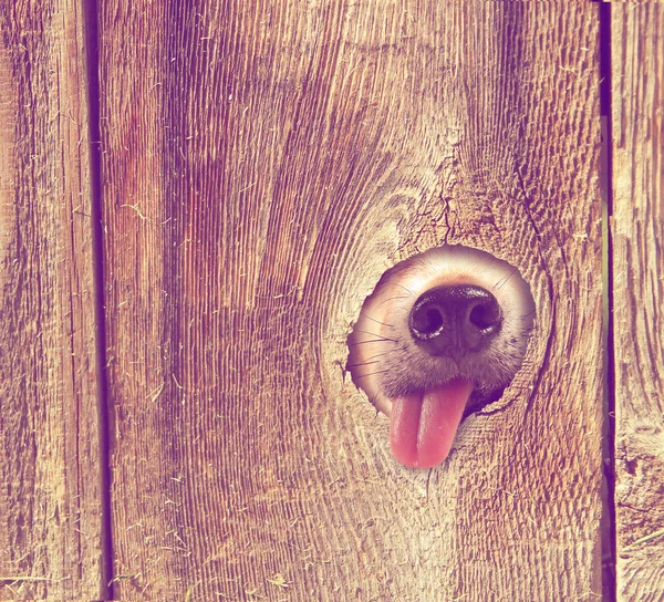 Hund sticht mit Nase und Zunge aus Zaun — Stockfoto