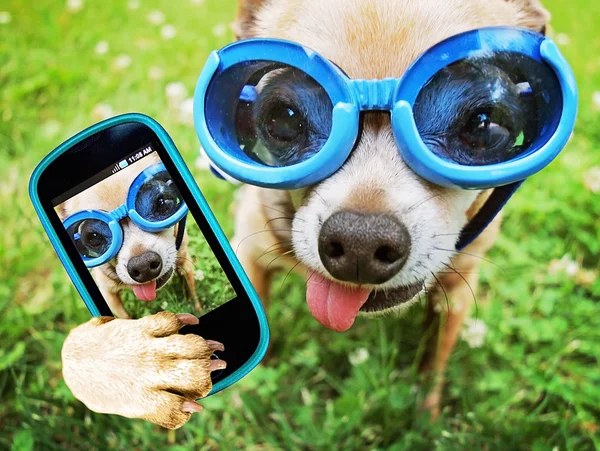 Chihuahua mit Schutzbrille — Stockfoto