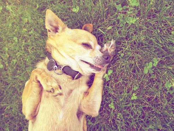 Chihuahua yaciendo en hierba —  Fotos de Stock