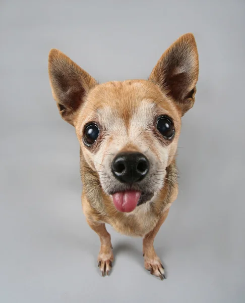 Chihuahua bonito — Fotografia de Stock