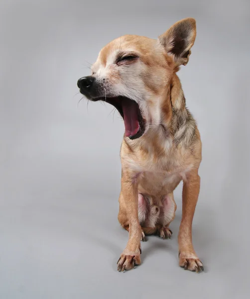 Schattig chihuahua — Stockfoto